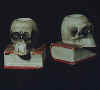 skull.jpg (17044 bytes)